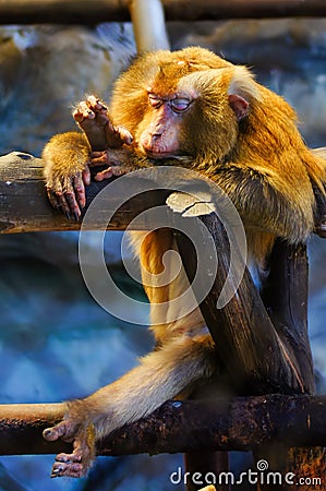 The monkey is sleeping on the timber. Northern pig-tailed macaque Stock Photo