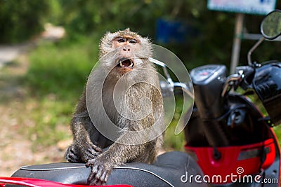 Monkey snarled sitting on a motorbike. Asia. Stock Photo