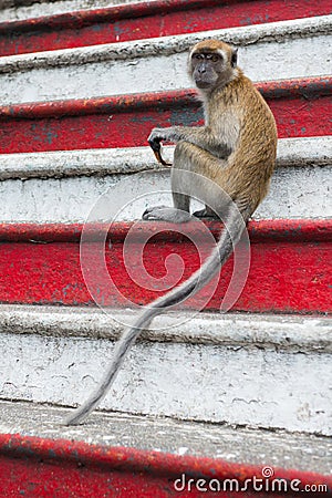 Monkey on steps red white Stock Photo