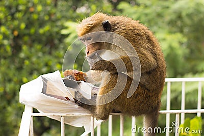 Monkey stolen and eating a cake Stock Photo