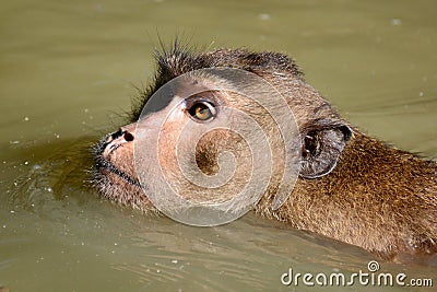 Monkey swimming at mangrove forest. Stock Photo