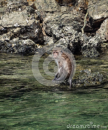 Monkey Swimming and Sitting on a Rock Stock Photo