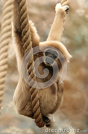 Monkey swinging Stock Photo