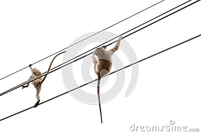 Monkey swinging on rope isolated on white background Stock Photo