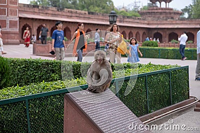 A monkey at the Taj Mahal sits on top of an informational sign. Editorial Stock Photo