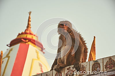 Monkey Temple in India, Rishikesh Stock Photo