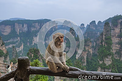 Monkey in Tianzi Avatar mountains nature park - Wulingyuan China Stock Photo