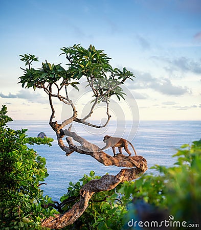 Monkey on the tree. Animals in the wild. Landscape during sunset. Kelingking beach, Nusa Penida, Bali, Indonesia. Stock Photo