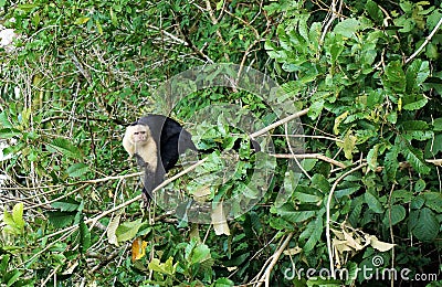 Monkey in a tree Stock Photo