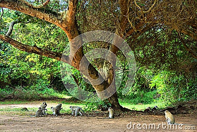 Monkey tree Stock Photo