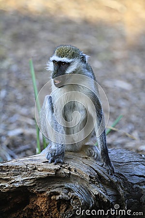 Monkey Stock Photo