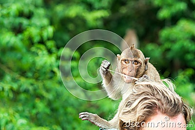 Monkey waiting for and looking for chance to stolen food in an island of andaman sea ,thailand. Lipe island, monkey Stock Photo