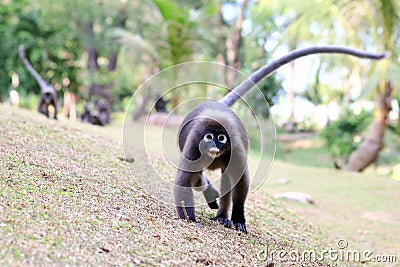 Monkey walk in the garden. Stock Photo