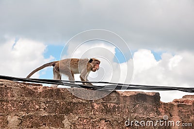 A monkey walk on a wall (High resolution .jpg) Stock Photo