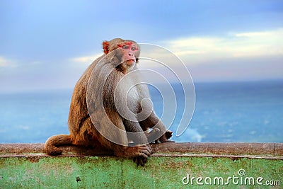 Monkey on the wall of Buddhist temple of Mount Popa, in Myanmar, against a blue sky. Stock Photo