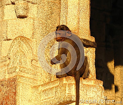 Monkey on the wall of a temple Stock Photo