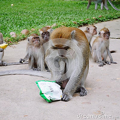 Monkey wants to eat snacks. Stock Photo