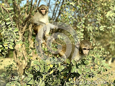 Monkey& x27;s mood and action. Stock Photo