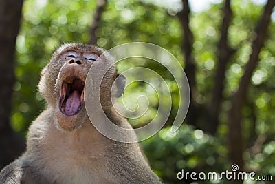 Monkey yawn Stock Photo