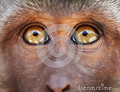 Monkey yellow eyes close up - Macaca fascicularis Stock Photo