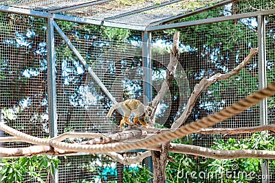 monkey in the zoo cage Stock Photo