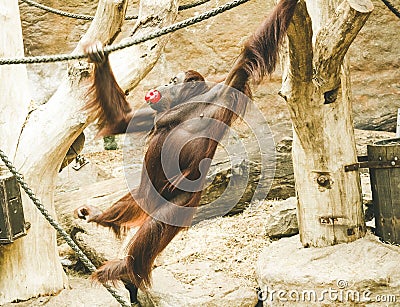 A jumping monkey in the zoo. Stock Photo