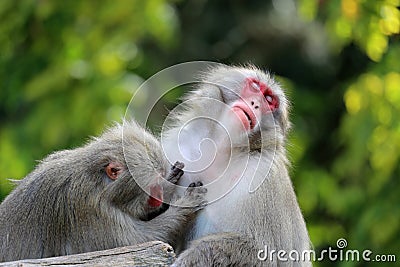 Monkeys Stock Photo