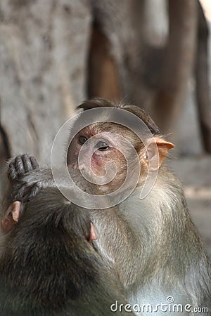 Monkeys Stock Photo