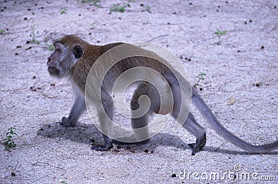Monkeys at the beach in Langkawi Stock Photo