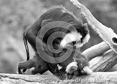 Monkeys Stock Photo