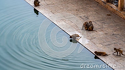 Monkeys creating water ripples at the Monkey Temple in Jaipur Stock Photo