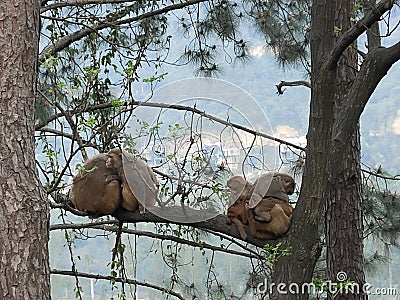 Monkeys cuddled up on a tress Stock Photo