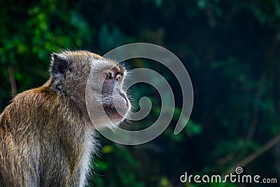 Monkeys in Kuala Lumpur, Malasia Stock Photo