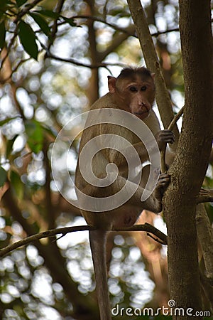 Monkey Doing Survey from Tree Stock Photo