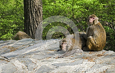 Monkeys grooming Stock Photo