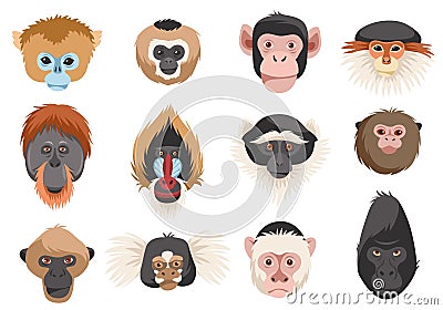 Monkeys heads. Different breeds primates portraits, funny exotic animals, chimpanzee, orangutan, gorilla and mandrill Vector Illustration