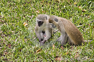 Monkeys in a hotel complex in Kenya Stock Photo