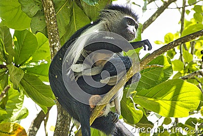 Monkeys in a hotel complex in Kenya Stock Photo