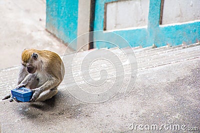 Monkeys in Kuala Lumpur, Malasia Stock Photo