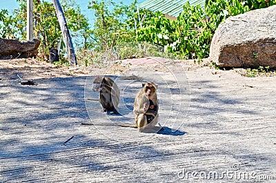 The monkeys mom and baby in temple named `Wat Khao Takiap` at famous Province in Thailand Hua in was relax by finding lice for t Stock Photo