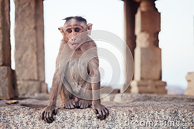 Monkeys near the Hanuman Temple Hampi sunset Stock Photo