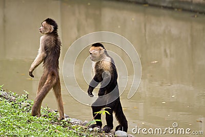 Monkeys in Parque Historico, cultural and Stock Photo