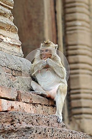 Monkeys at Prang Sam Yod Stock Photo