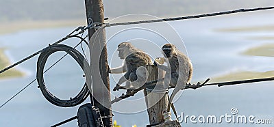 Monkeys sitting on telegraph pole. South Africa Stock Photo