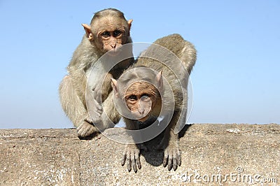 Monkeys sitting on a wall Stock Photo