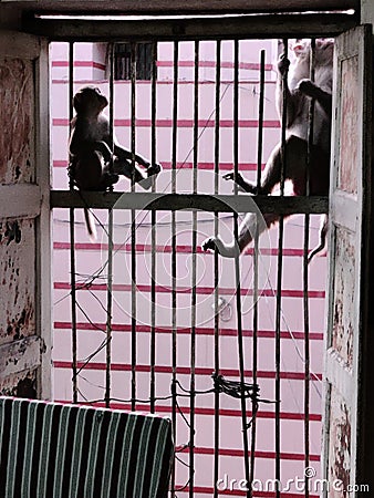 Monkeys sitting on a windows for food and very calm and relaxed Stock Photo