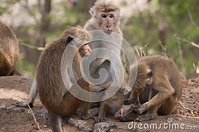 Monkeys social grooming Stock Photo