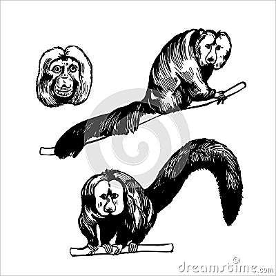 Monkeys of South America. Sketch illustration Vector Illustration