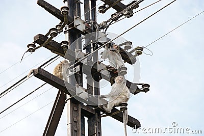 Monkeys on a Telephone Pole Stock Photo