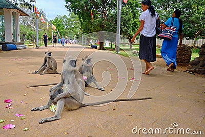 Monkeys in Temple in Sri Lanka Editorial Stock Photo